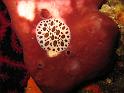 doris dalmatien - Peltodoris atromaculata 3
